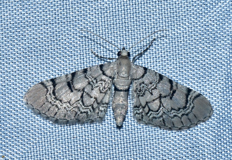 Eupithecia schiefereri?